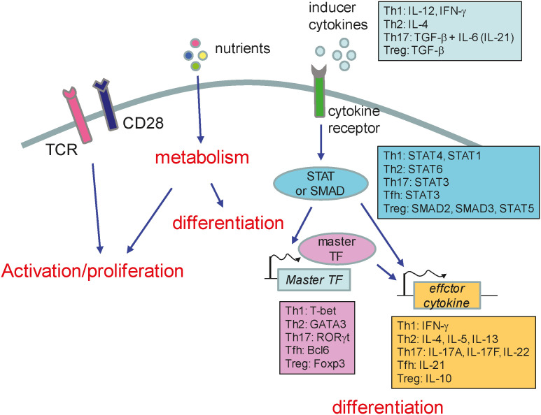 Molecular Mechanisms of T Helper Cell Differentiation and Functional Specialization.