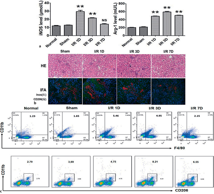 GDF11 Improves Ischemia-Reperfusion-Induced Acute Kidney Injury via Regulating Macrophage M1/M2 Polarization.