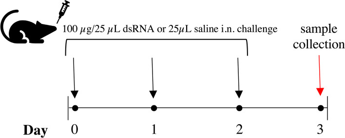 C57Bl/6N mice have an attenuated lung inflammatory response to dsRNA compared to C57Bl/6J and BALB/c mice.