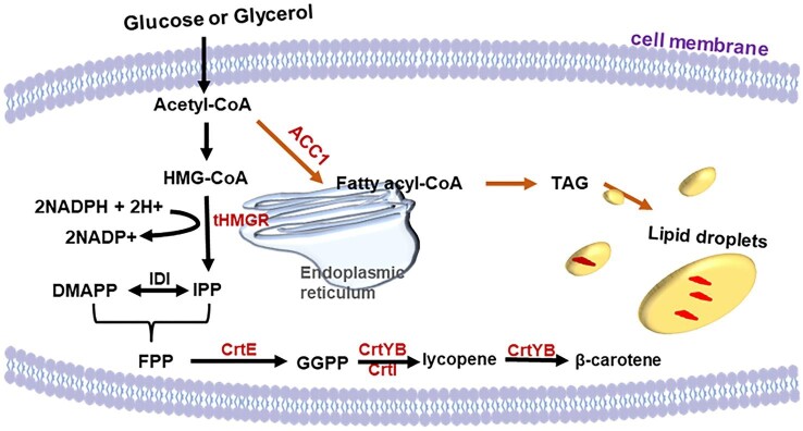 Enhanced β-carotene production in Yarrowia lipolytica through the metabolic and fermentation engineering.