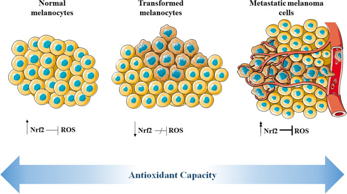 The dual role of Nrf2 in melanoma: a systematic review.