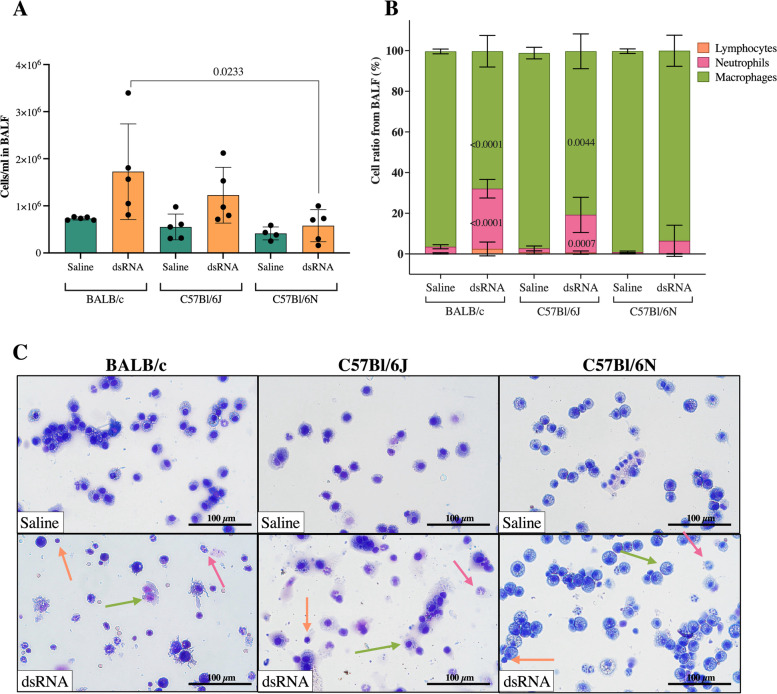 C57Bl/6N mice have an attenuated lung inflammatory response to dsRNA compared to C57Bl/6J and BALB/c mice.