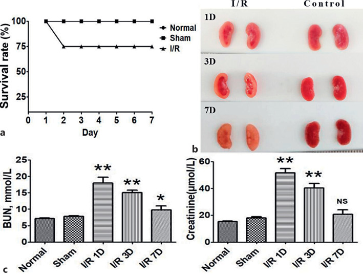 GDF11 Improves Ischemia-Reperfusion-Induced Acute Kidney Injury via Regulating Macrophage M1/M2 Polarization.