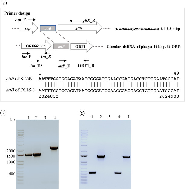 Increased sensitivity of Aggregatibacter actinomycetemcomitans to human serum is mediated by induction of a bacteriophage.