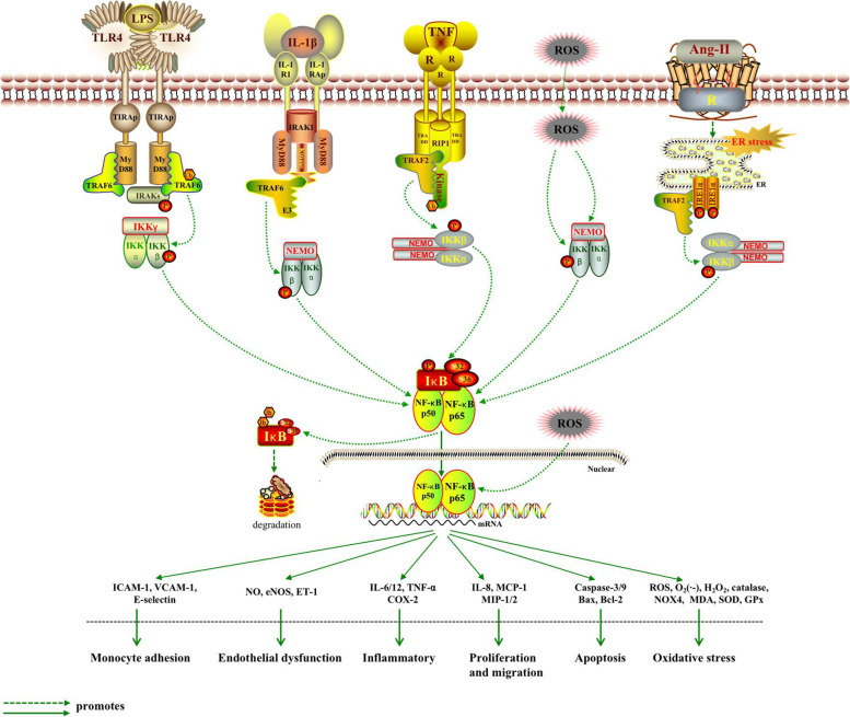 Anti-inflammatory therapy of atherosclerosis: focusing on IKKβ.