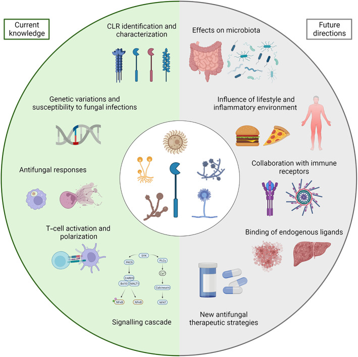 C-type lectin receptors in antifungal immunity: Current knowledge and future developments.