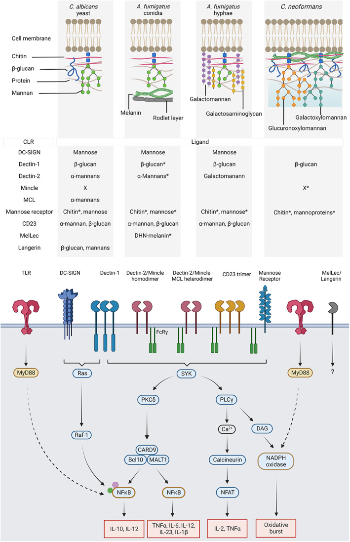 C-type lectin receptors in antifungal immunity: Current knowledge and future developments.