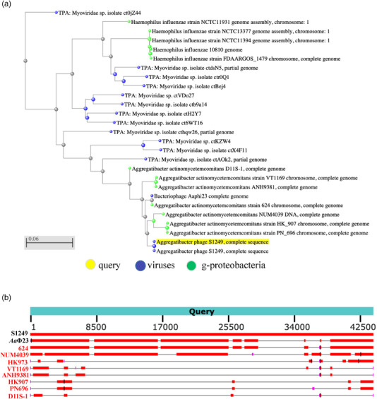 Increased sensitivity of Aggregatibacter actinomycetemcomitans to human serum is mediated by induction of a bacteriophage.