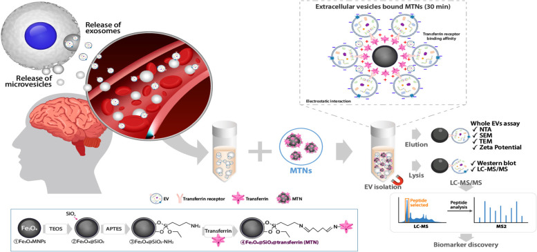 Magnetic transferrin nanoparticles (MTNs) assay as a novel isolation approach for exosomal biomarkers in neurological diseases.