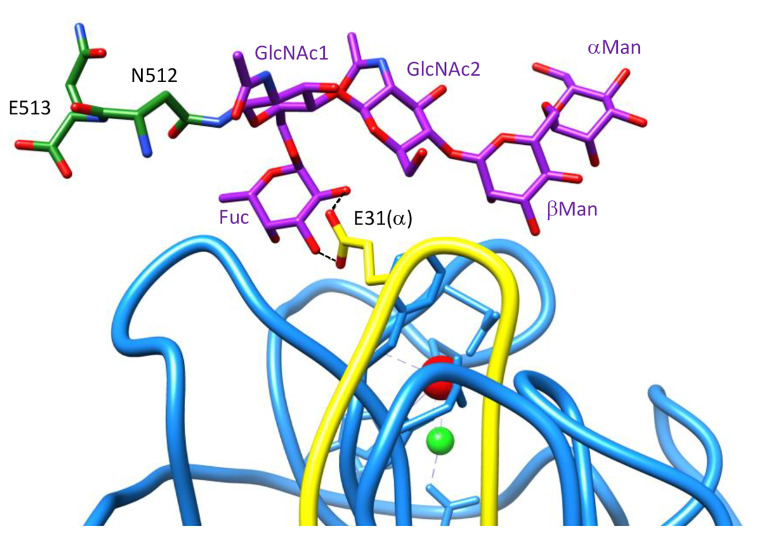 Plant lectins as versatile tools to fight coronavirus outbreaks.