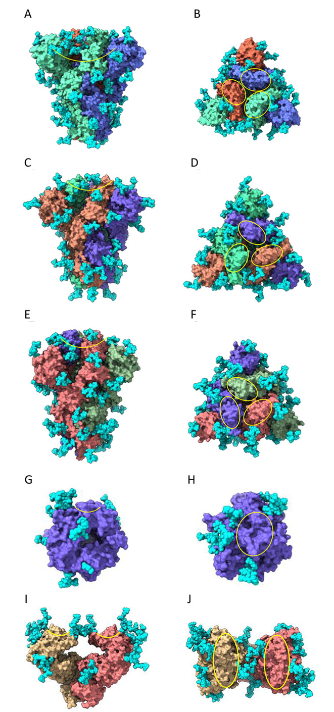 Plant lectins as versatile tools to fight coronavirus outbreaks.