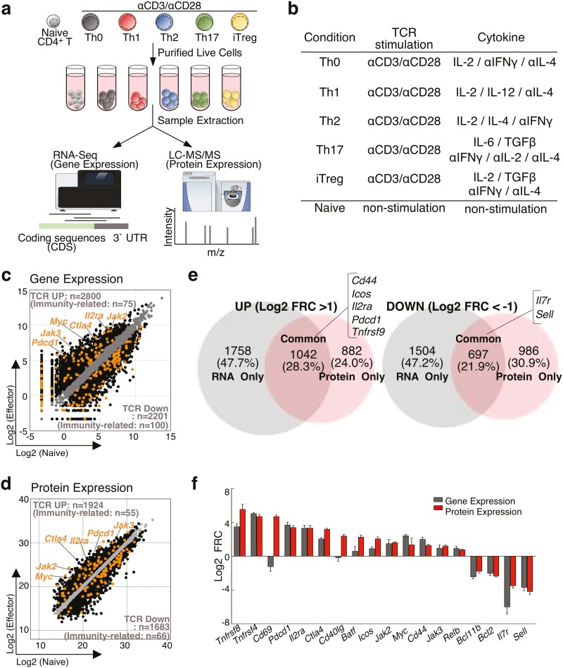 Characterization of proteogenomic signatures of differentiation of CD4+ T cell subsets.