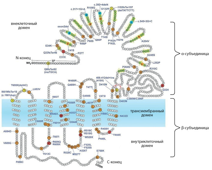 [Pathogenic <i>TSHR</i> variants in children with thyroid dysgenesis].