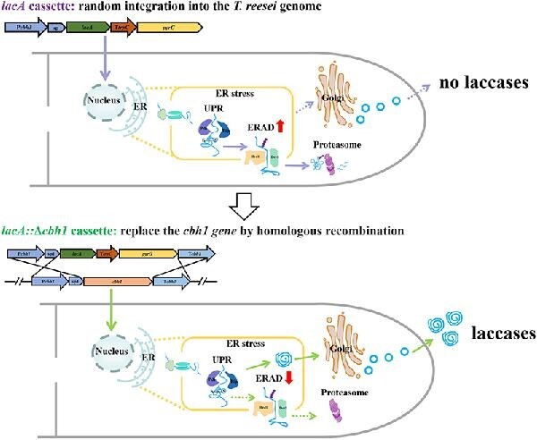 Enhancing the production of a heterologous Trametes laccase (LacA) by replacement of the major cellulase CBH1 in Trichoderma reesei.