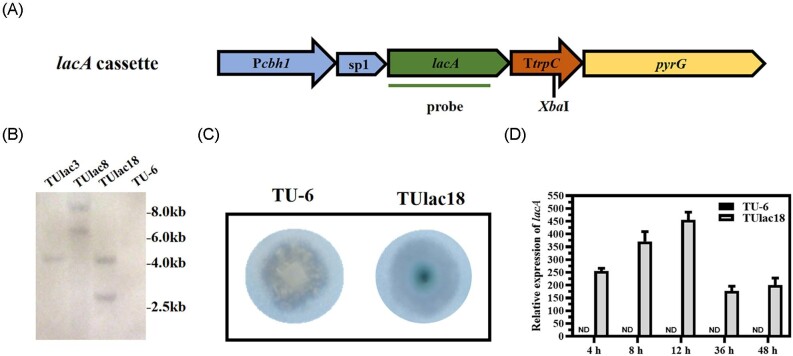 Enhancing the production of a heterologous Trametes laccase (LacA) by replacement of the major cellulase CBH1 in Trichoderma reesei.