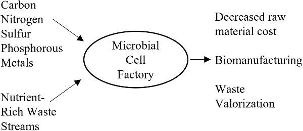 Strategic nutrient sourcing for biomanufacturing intensification.