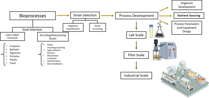 Strategic nutrient sourcing for biomanufacturing intensification.