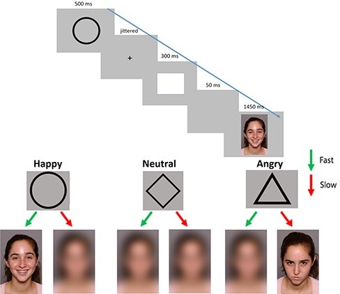 Neighborhood disadvantage, race/ethnicity and neural sensitivity to social threat and reward among adolescents.