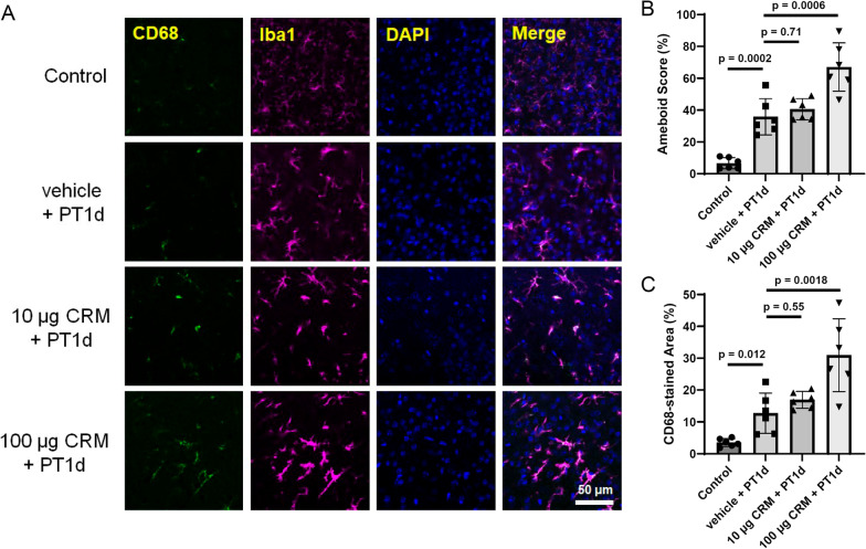 Polycyclic aromatic hydrocarbons in urban particle matter exacerbate movement disorder after ischemic stroke via potentiation of neuroinflammation.