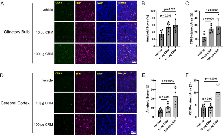 Polycyclic aromatic hydrocarbons in urban particle matter exacerbate movement disorder after ischemic stroke via potentiation of neuroinflammation.