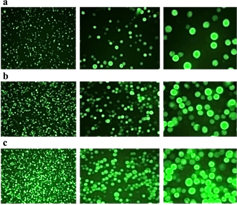 Biosynthesis of a VLP-type nanocarrier specific to cancer cells using the BEVS expression system for targeted drug delivery.