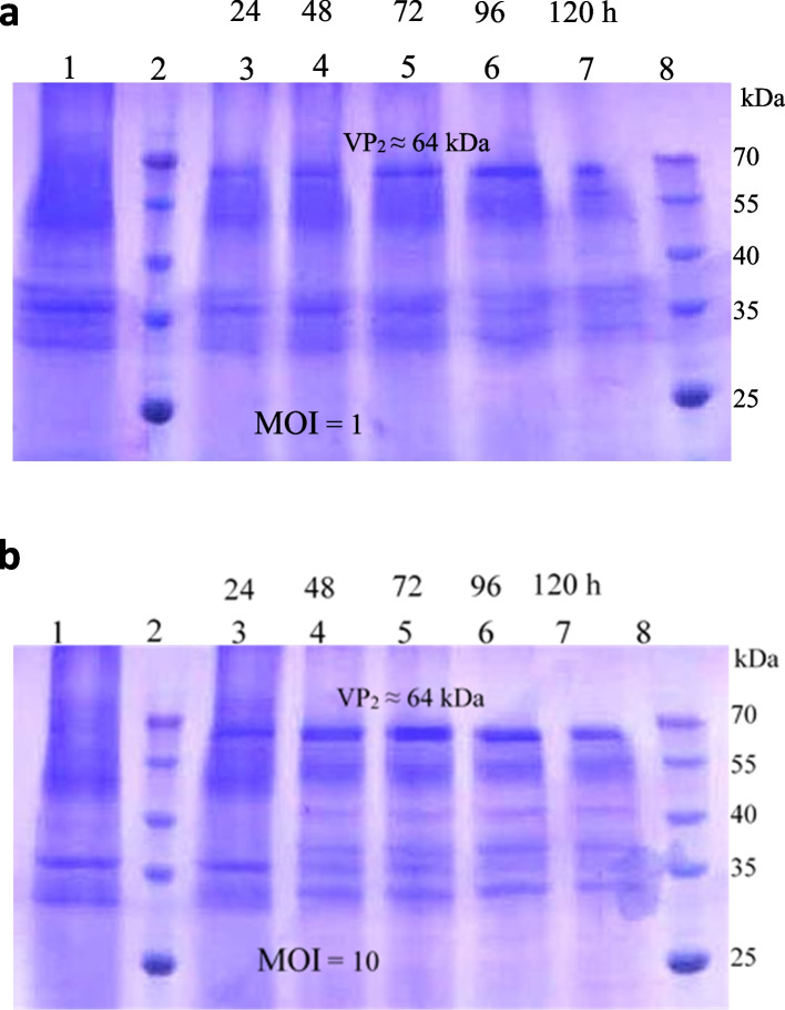 Biosynthesis of a VLP-type nanocarrier specific to cancer cells using the BEVS expression system for targeted drug delivery.