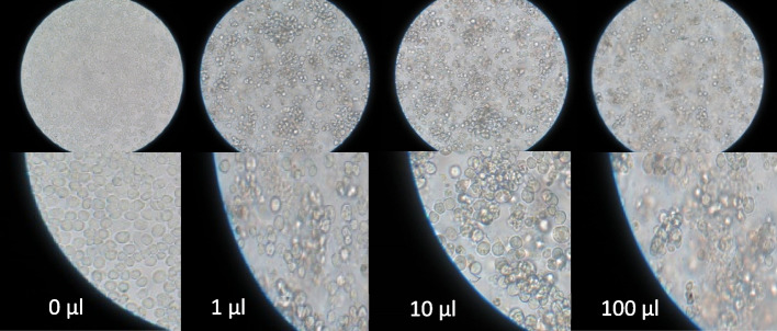 Biosynthesis of a VLP-type nanocarrier specific to cancer cells using the BEVS expression system for targeted drug delivery.