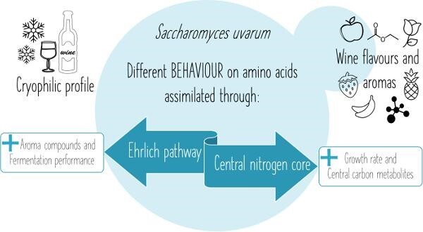 The growth and metabolome of Saccharomyces uvarum in wine fermentations are strongly influenced by the route of nitrogen assimilation.