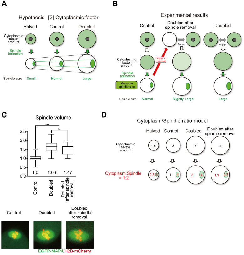 The large cytoplasmic volume of oocyte.