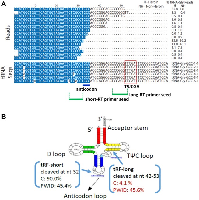 Men who inject opioids exhibit altered tRNA-Gly-GCC isoforms in semen.