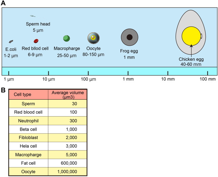 The large cytoplasmic volume of oocyte.