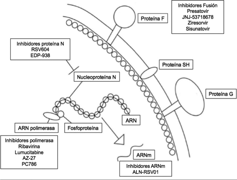 [EDP-938, a new antiviral with inhibitory activity against the nucleoprotein of the respiratory syncytial virus].