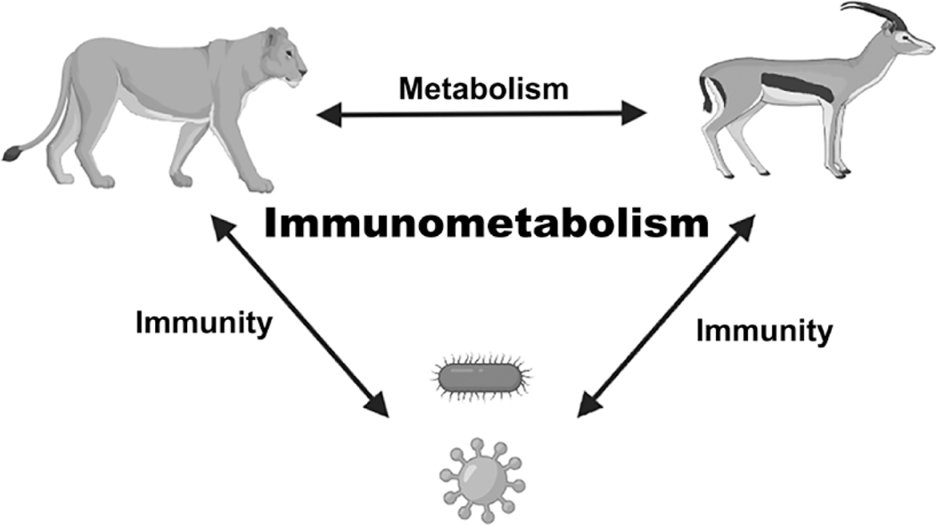 Metabolism along the life journey of T cells.