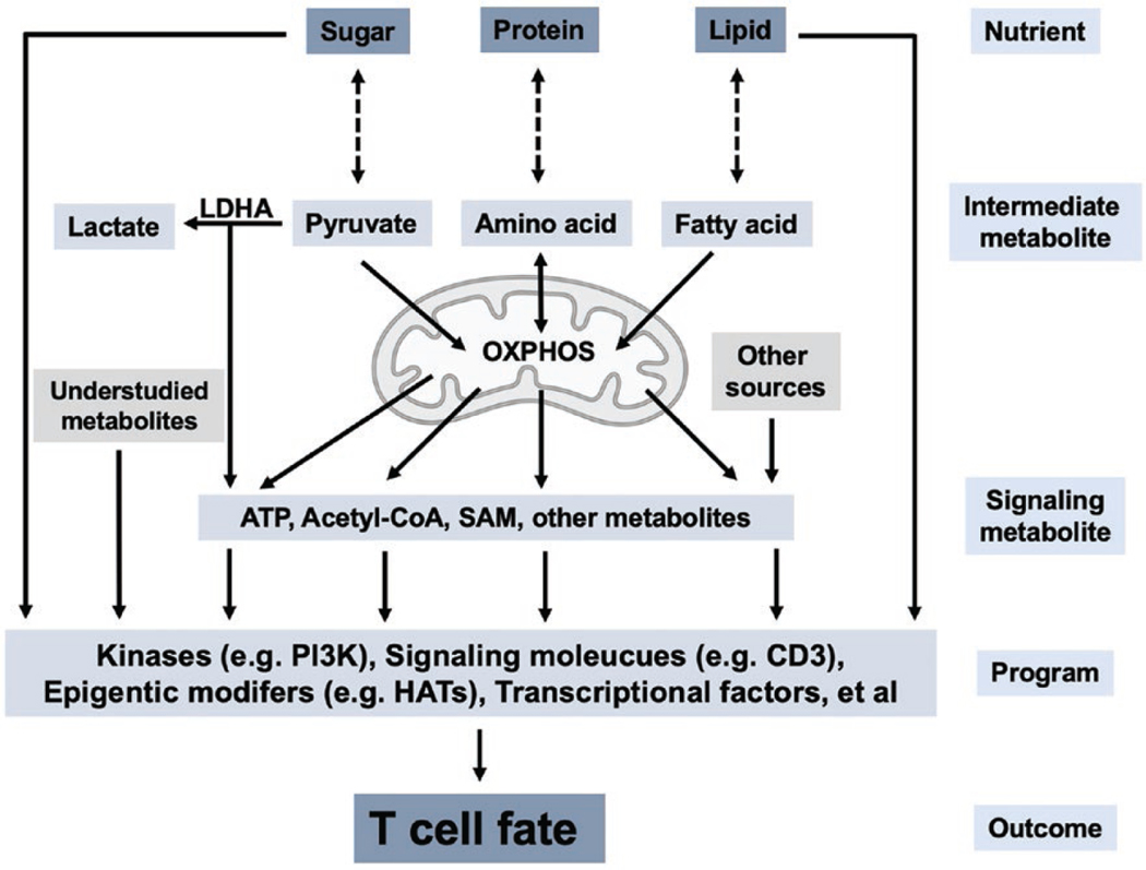 Metabolism along the life journey of T cells.