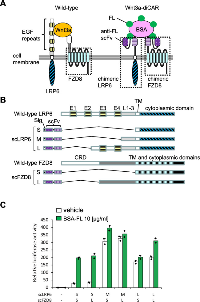 Canonical Wnt signaling activation by chimeric antigen receptors for efficient cardiac differentiation from mouse embryonic stem cells.