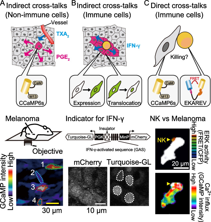 In vivo imaging of inflammatory response in cancer research.