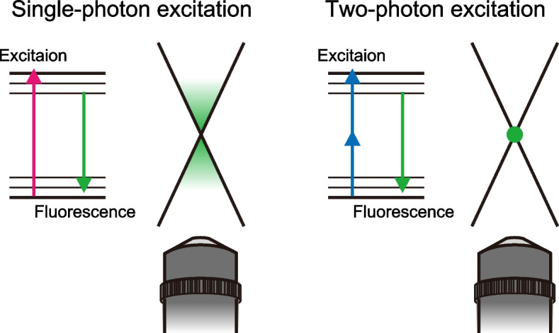 In vivo imaging of inflammatory response in cancer research.