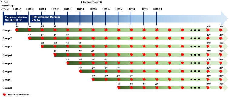 Reduced Cytotoxicity by Repetitive mRNA Transfection in Differentiated Neurons.