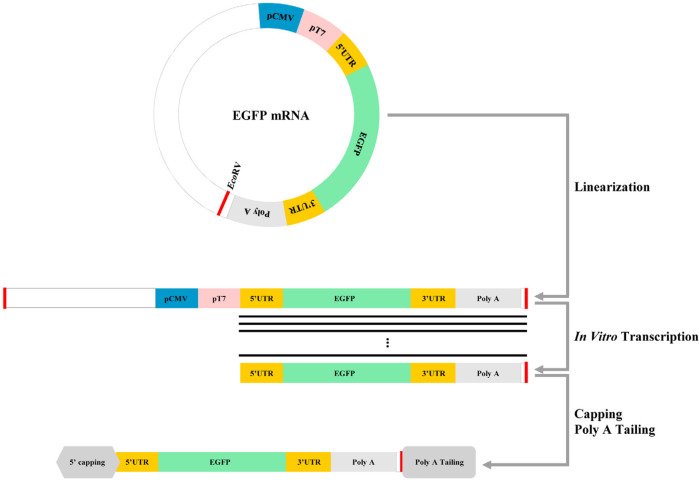 Reduced Cytotoxicity by Repetitive mRNA Transfection in Differentiated Neurons.