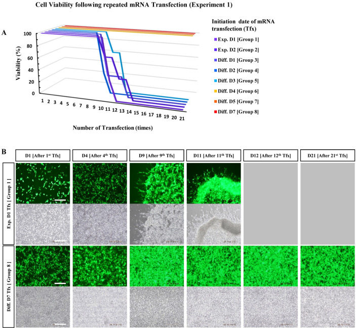 Reduced Cytotoxicity by Repetitive mRNA Transfection in Differentiated Neurons.