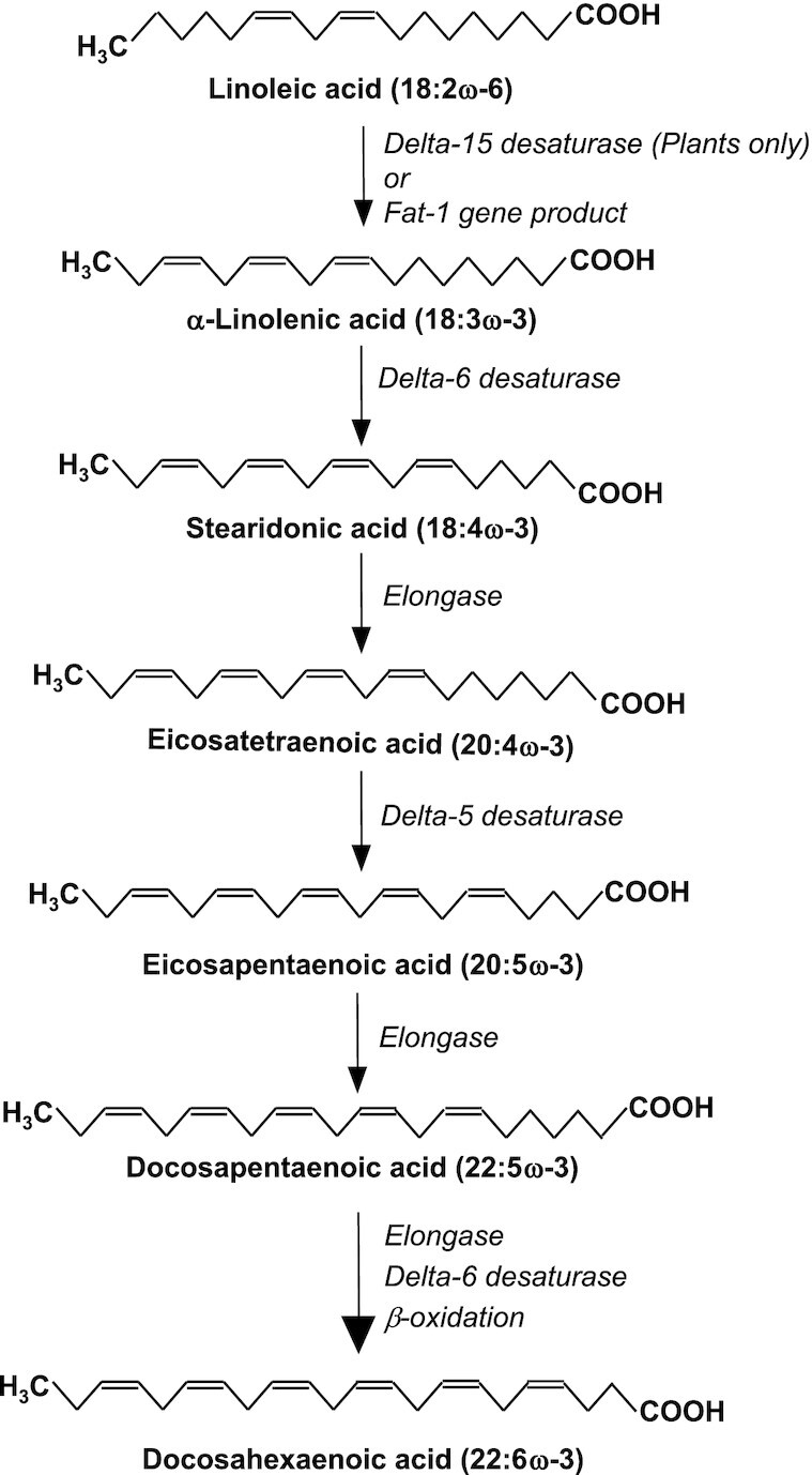 Do Endogenously Produced and Dietary ω-3 Fatty Acids Act Differently?