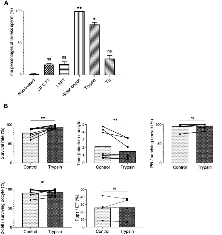 Removal of sperm tail using trypsin and pre-activation of oocyte facilitates intracytoplasmic sperm injection in mice and rats.