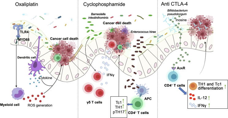 Gut Microbiome in Colorectal Cancer: Clinical Diagnosis and Treatment