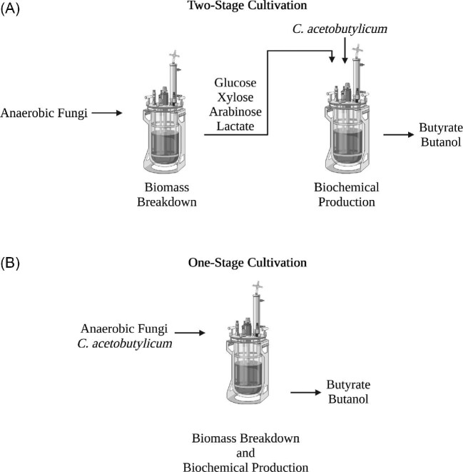 Co‑cultivation of anaerobic fungi with Clostridium acetobutylicum bolsters butyrate and butanol production from cellulose and lignocellulose.