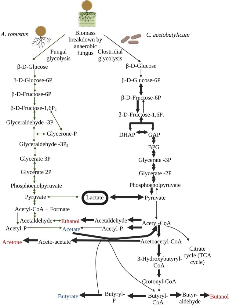 Co‑cultivation of anaerobic fungi with Clostridium acetobutylicum bolsters butyrate and butanol production from cellulose and lignocellulose.