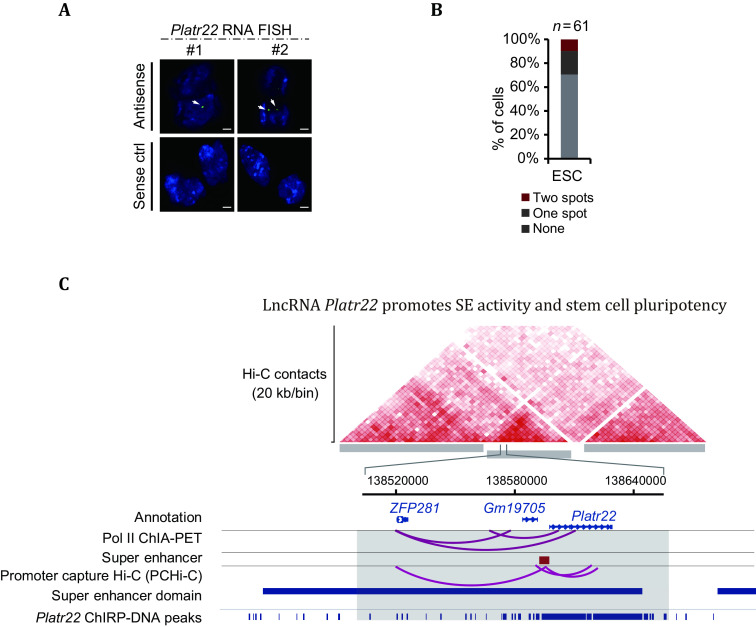 (Tn5-)FISH-based imaging in the era of 3D/spatial genomics.