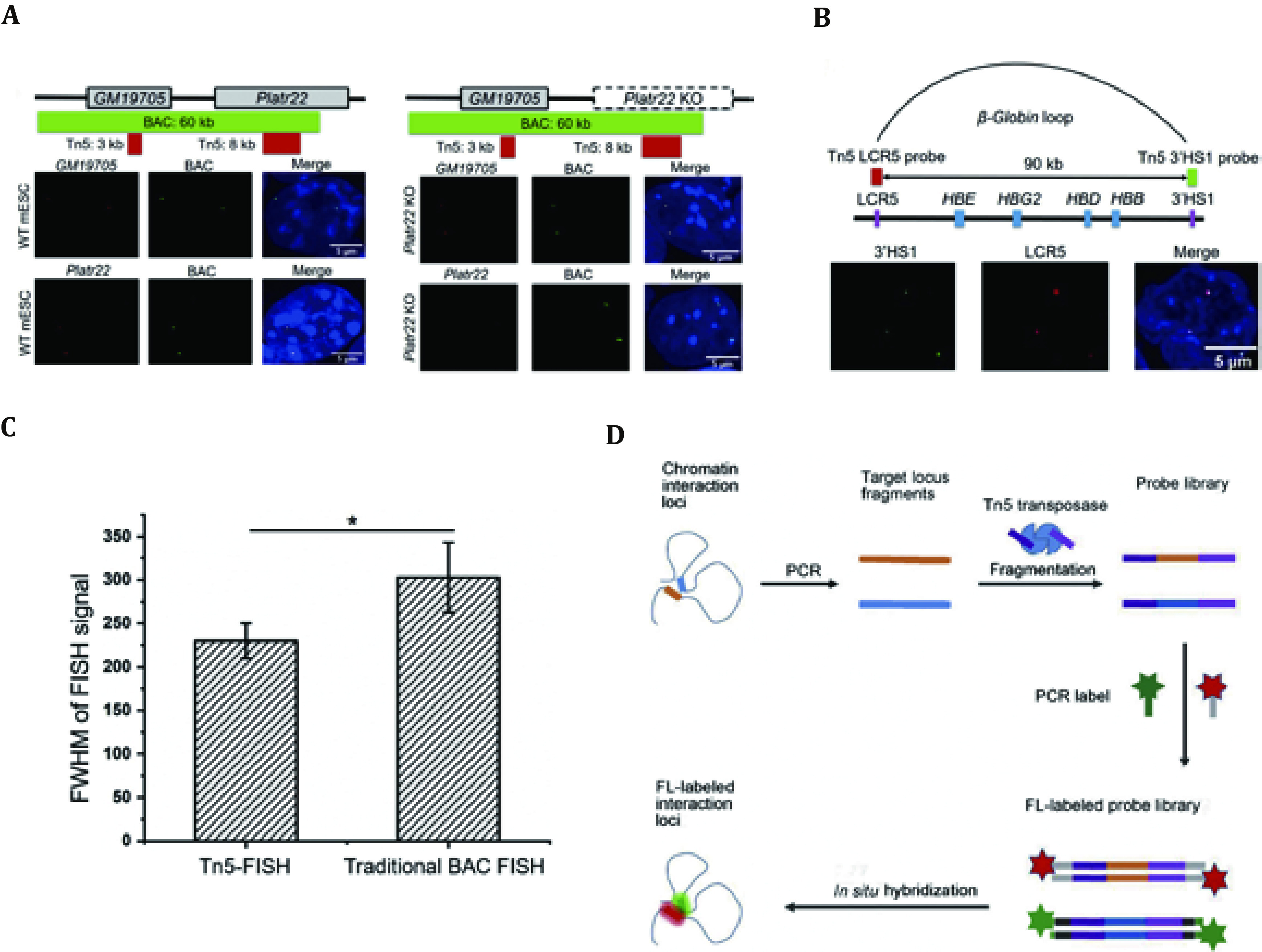 (Tn5-)FISH-based imaging in the era of 3D/spatial genomics.