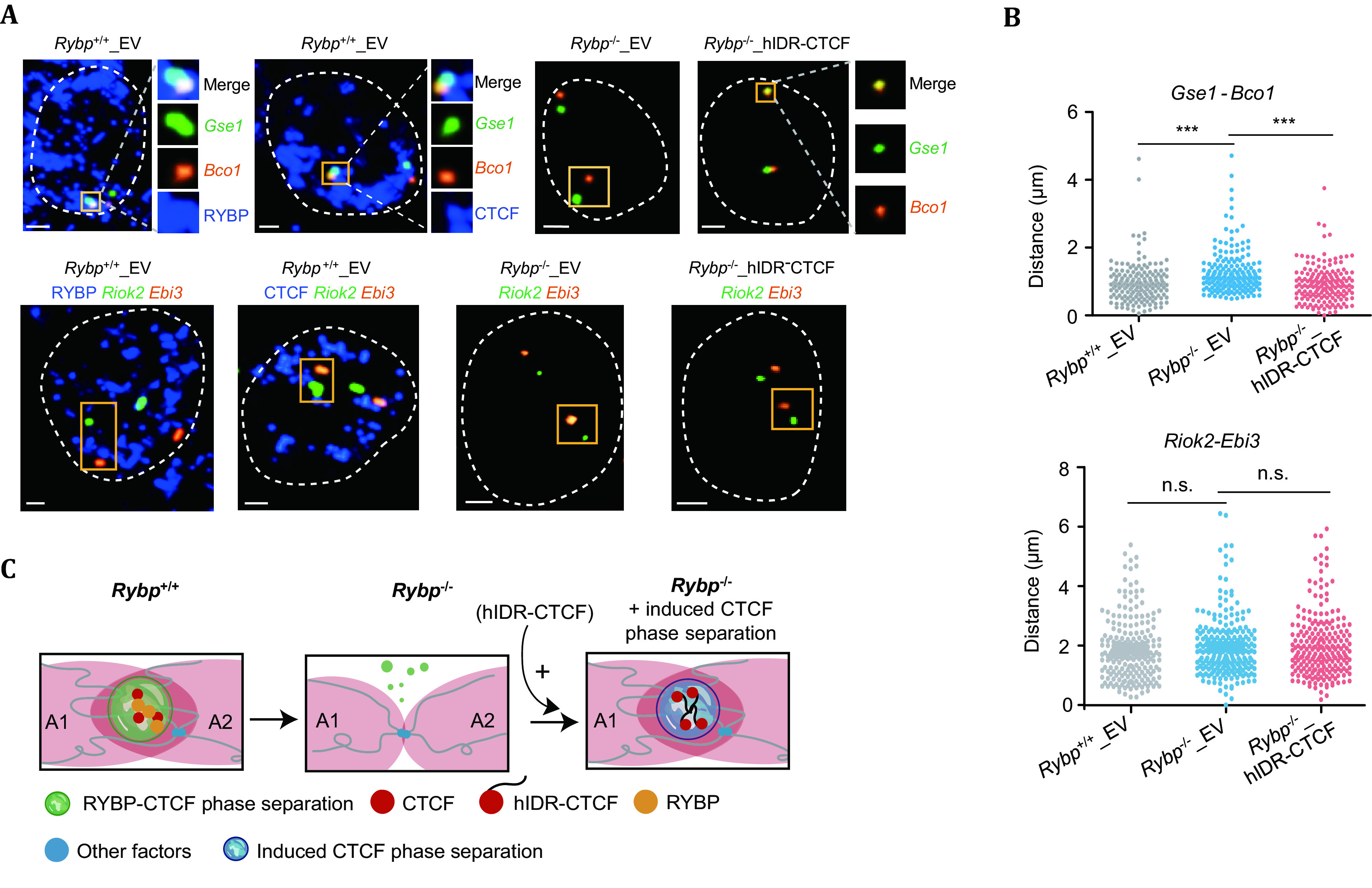 (Tn5-)FISH-based imaging in the era of 3D/spatial genomics.