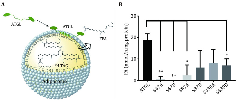 Measurement of ATGL activity using adiposomes.