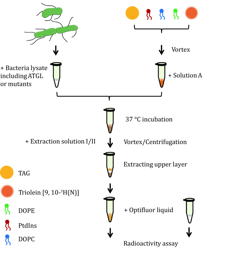 Measurement of ATGL activity using adiposomes.